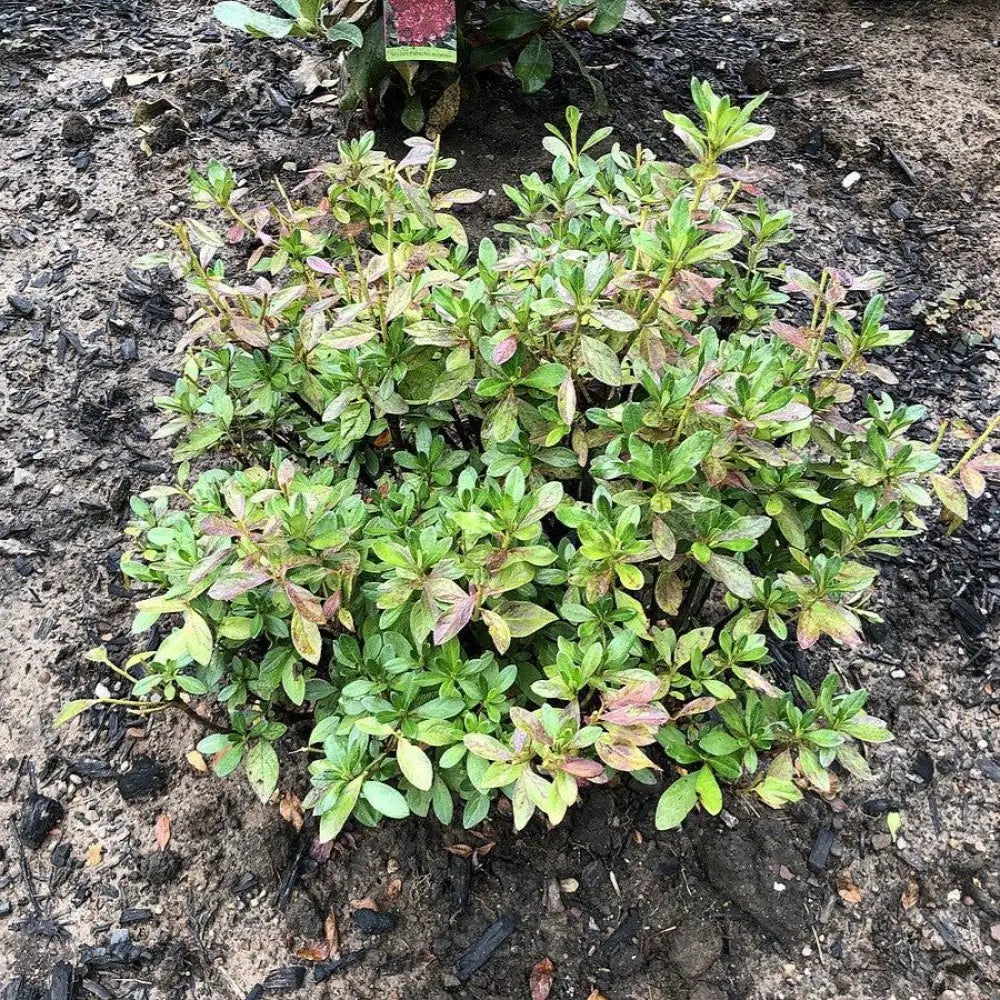Girard’s Fuchsia Azalea Shrub
