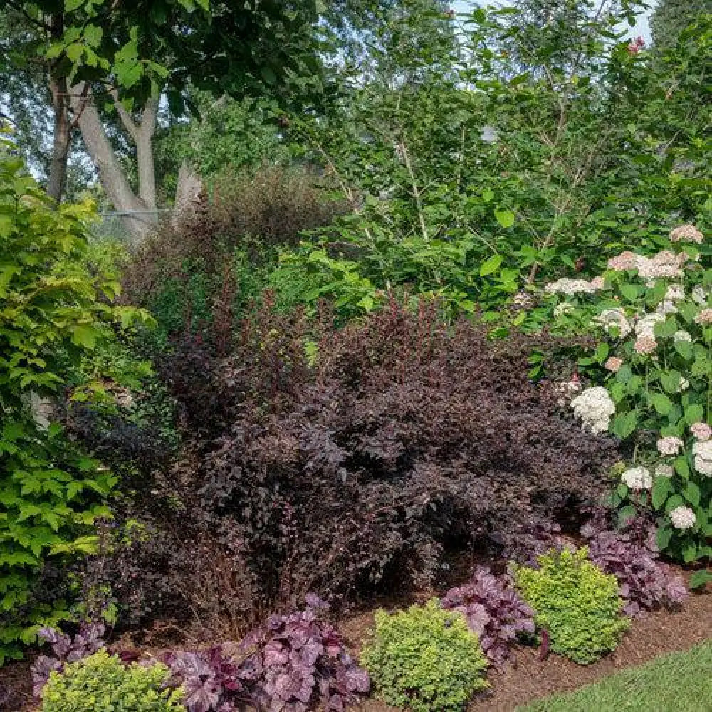 Glow Girl® Birchleaf Spirea Shrub