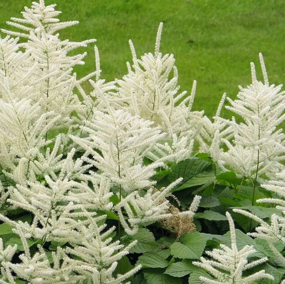 Goat’s Beard 2 GALLON Perennial