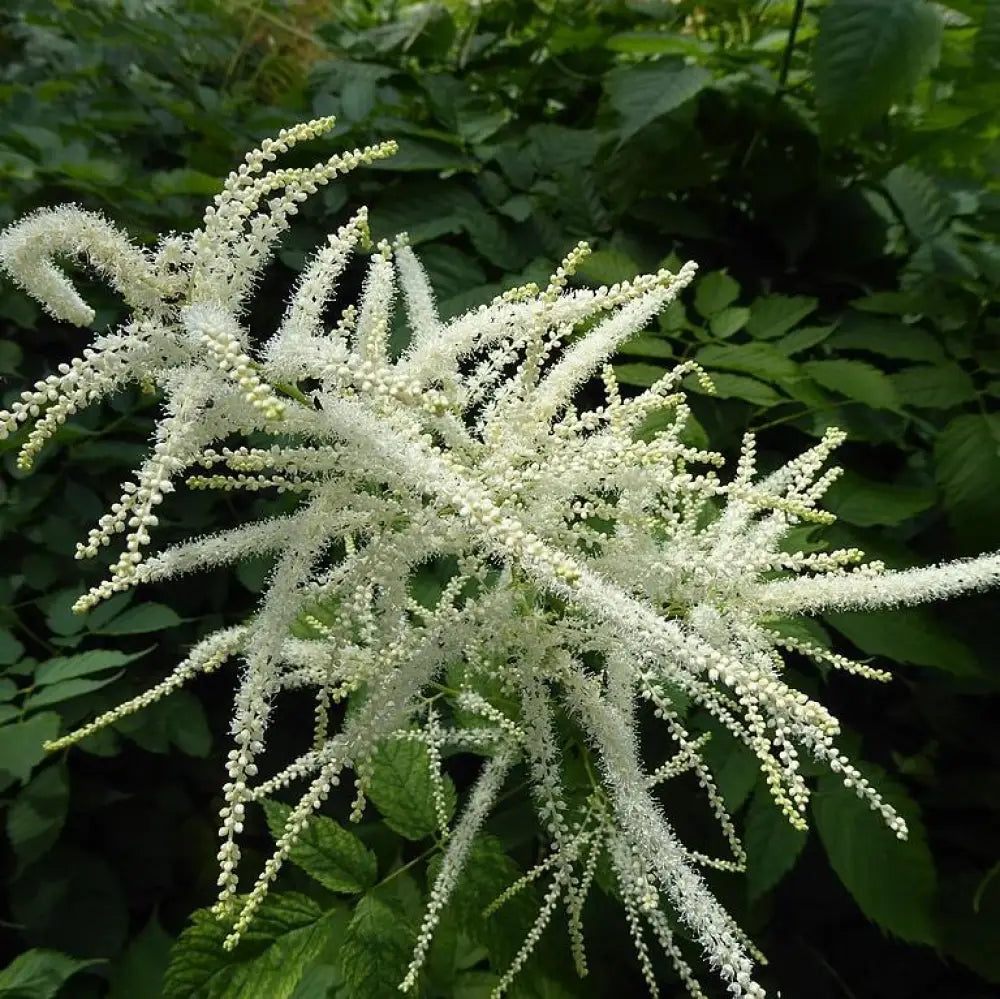 Goat’s Beard 2 GALLON Perennial