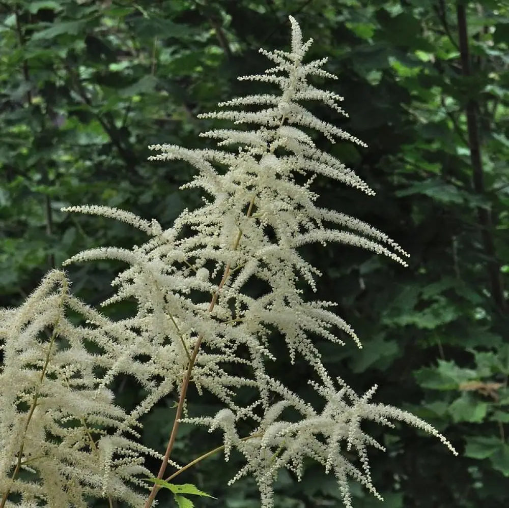 Goat’s Beard 2 GALLON Perennial