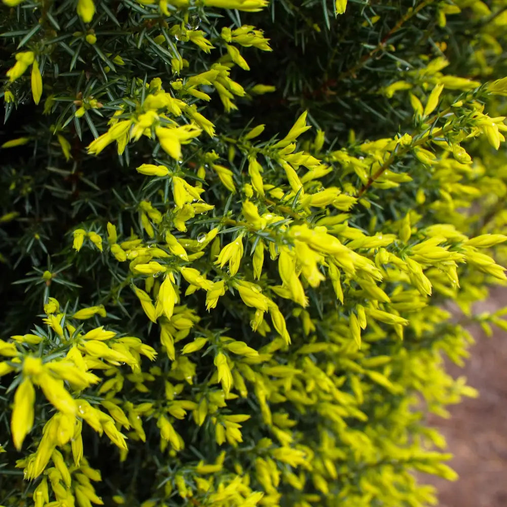 Gold Cone Juniper Conifer