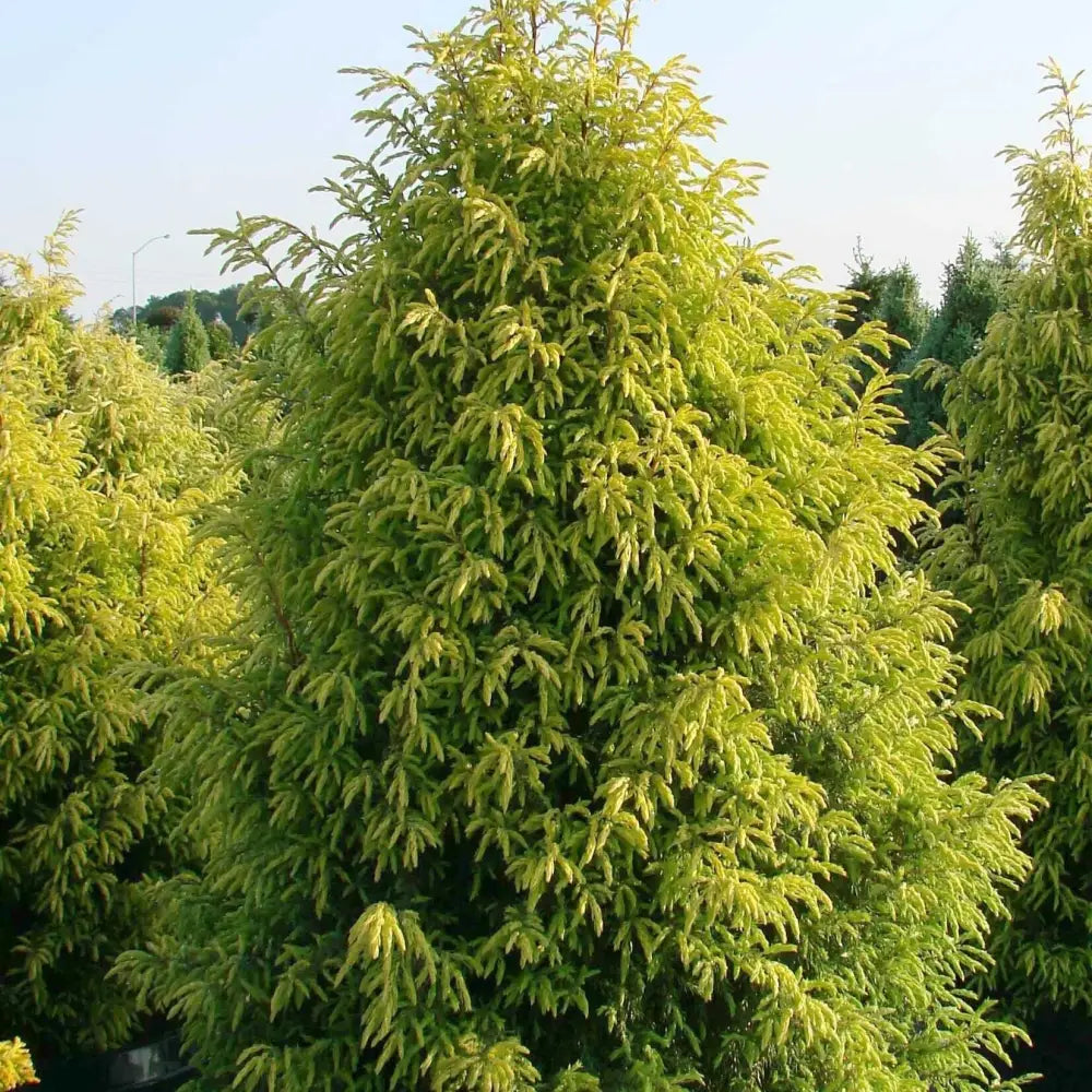 Gold Cone Juniper Conifer