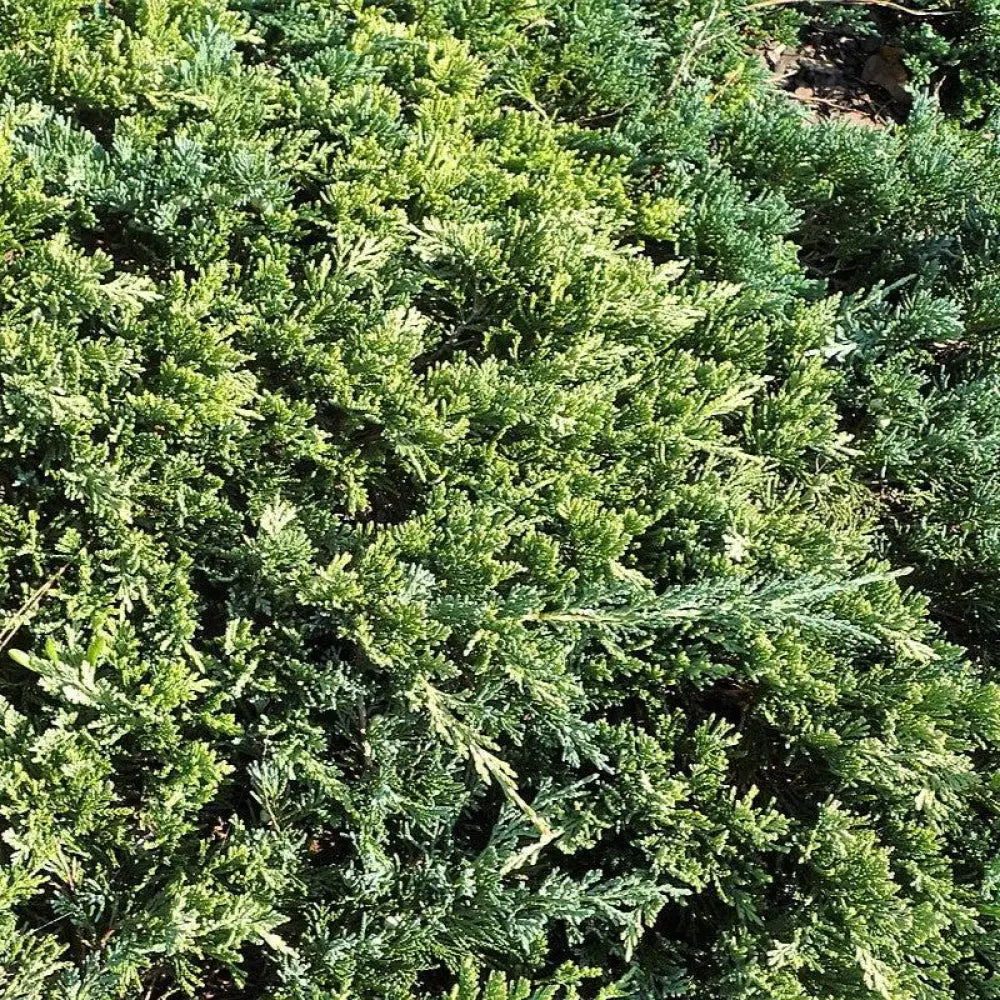 Golden Carpet Creeping Juniper Shrub