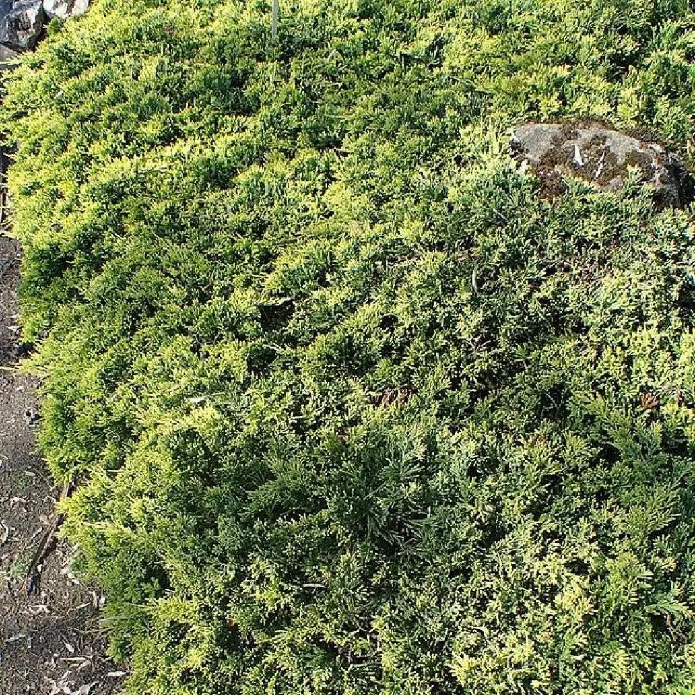 Golden Carpet Creeping Juniper Shrub