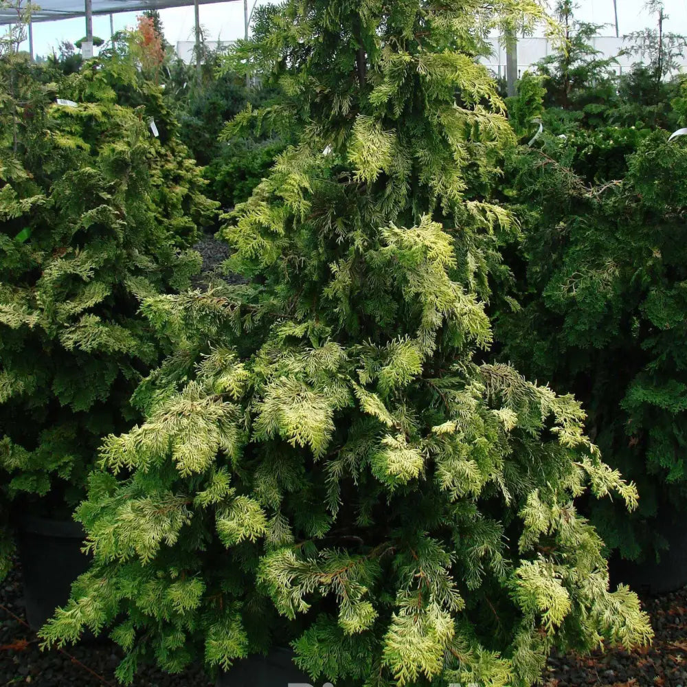 Golden Hinoki False Cypress Tree