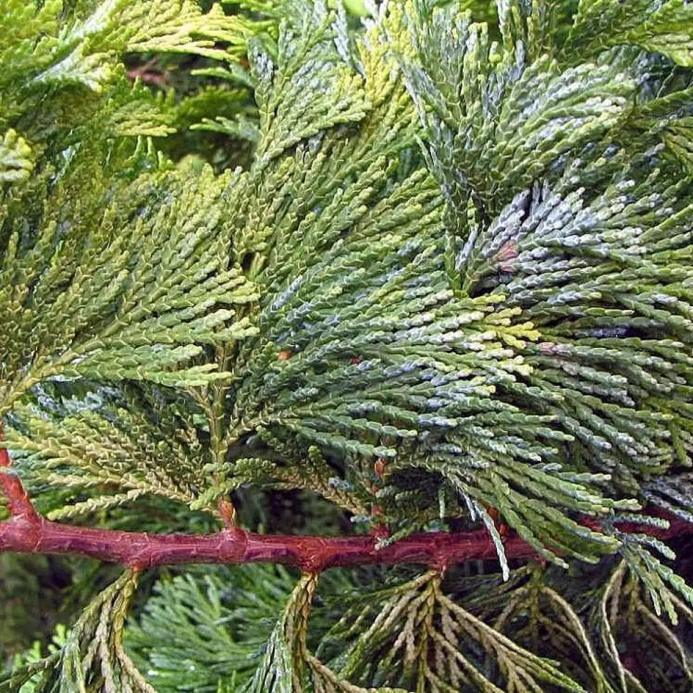 Golden Hinoki False Cypress Tree