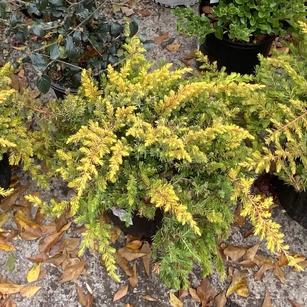 Golden Pacific™ Juniper 2 GALLON Shrub