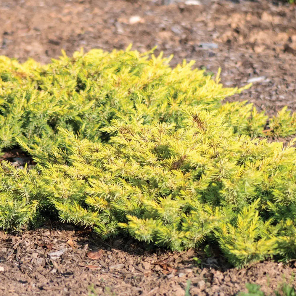 Golden Pacific™ Juniper 2 GALLON Shrub