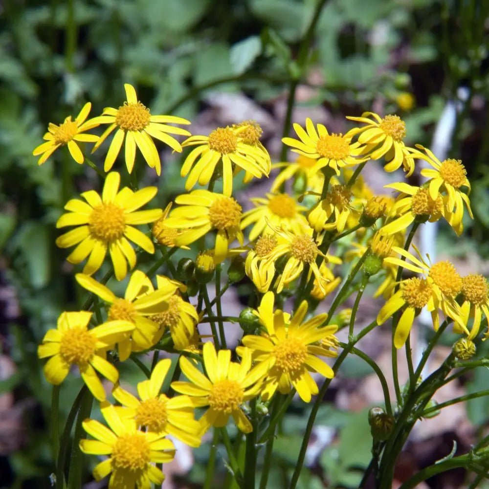 Golden Ragwort 1 GALLON