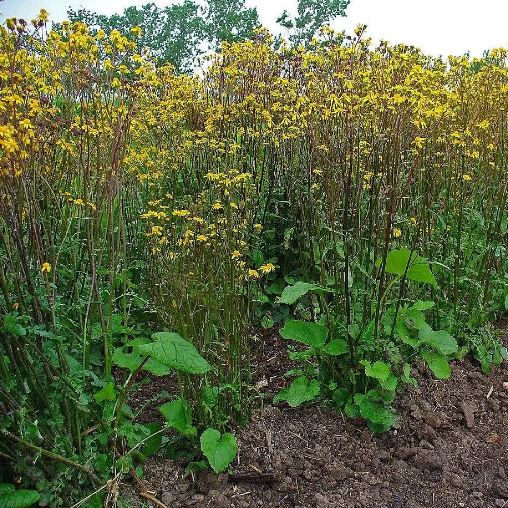 Golden Ragwort 1 GALLON