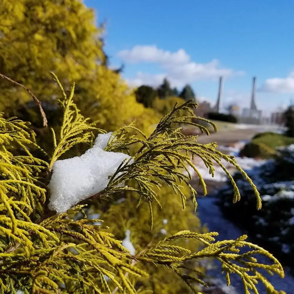 Golden Sawara Cypress Shrub