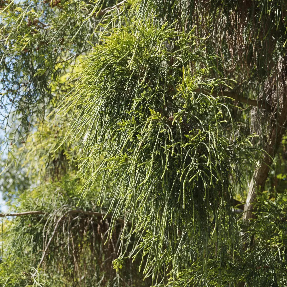 Golden Sawara Cypress Shrub