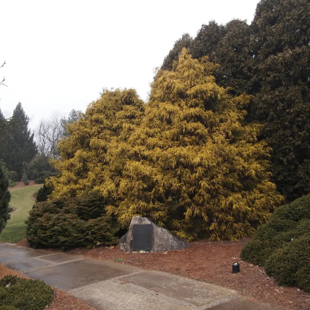 Golden Sawara Cypress Shrub