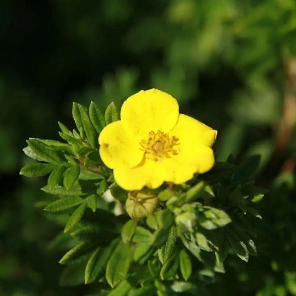 Goldfinger Potentilla Perennial