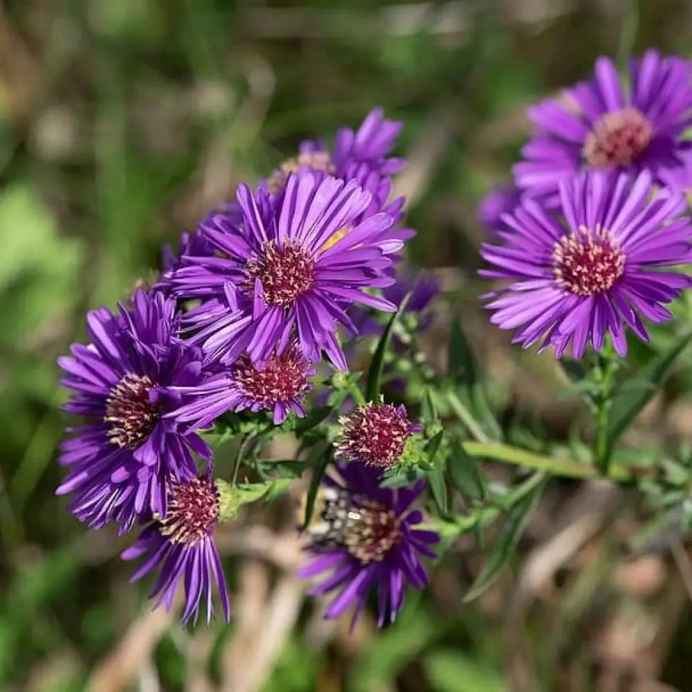 Grape Crush New England Aster 2 GALLON Perennial