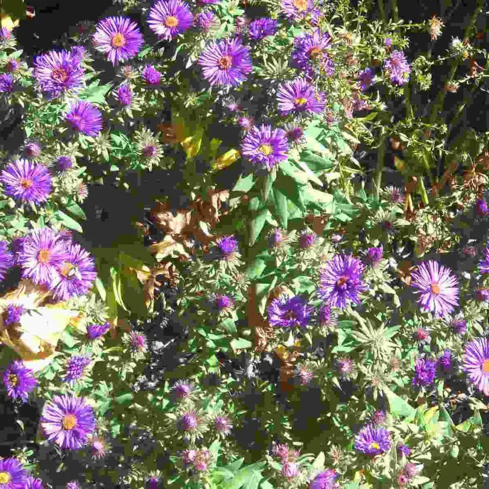 Grape Crush New England Aster 2 GALLON Perennial