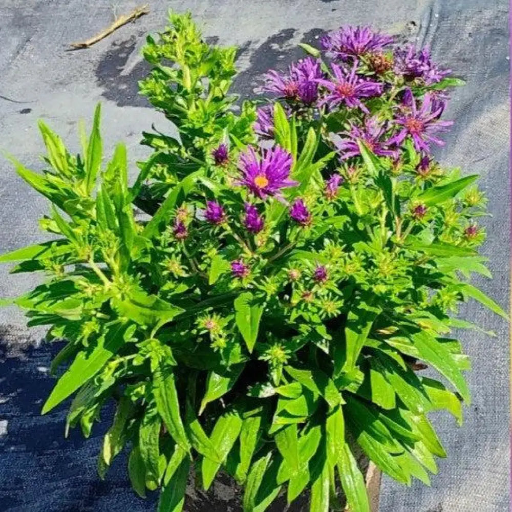 Grape Crush New England Aster 2 GALLON Perennial
