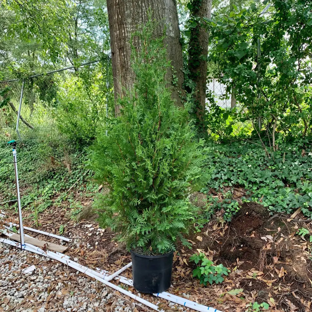 Green Giant Arborvitae Shrub