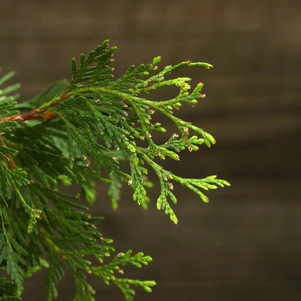 Green Giant Arborvitae Shrub