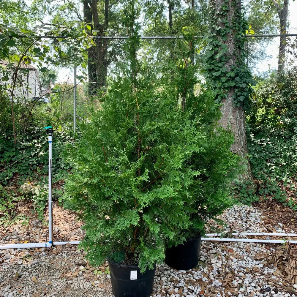 Green Giant Arborvitae Shrub