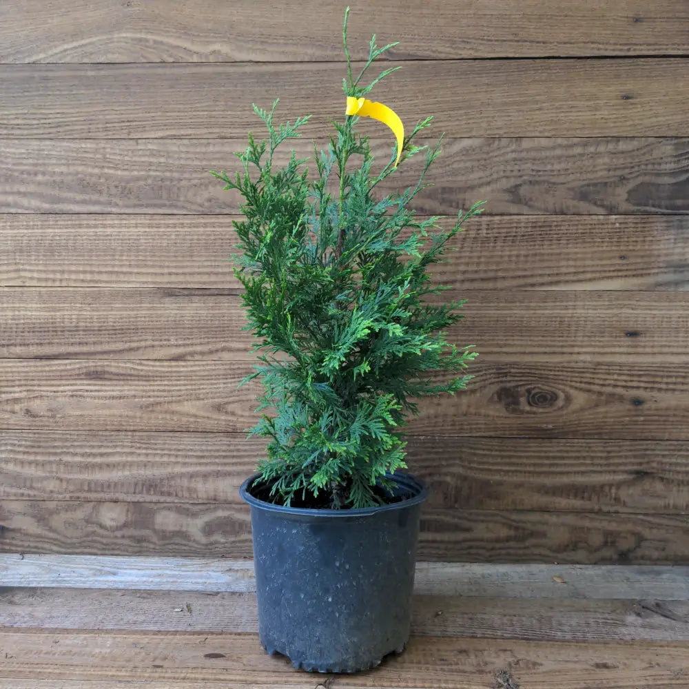 Green Giant Arborvitae Shrub