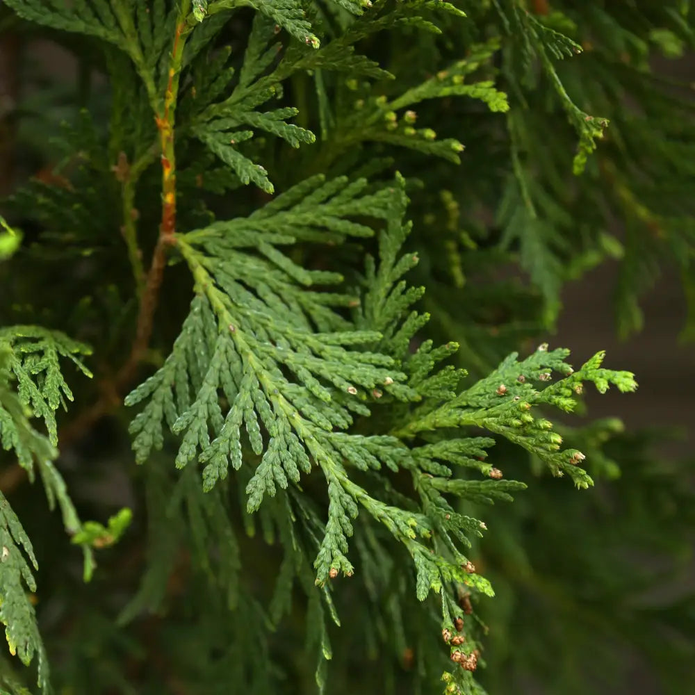 Green Giant Arborvitae Shrub
