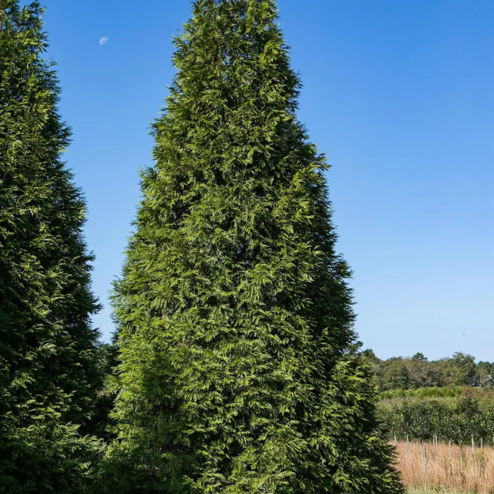 Green Giant Arborvitae Shrub