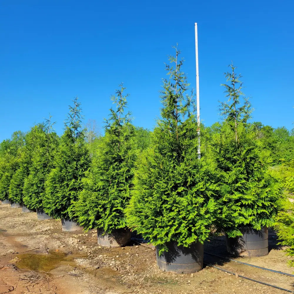 Green Giant Arborvitae Shrub