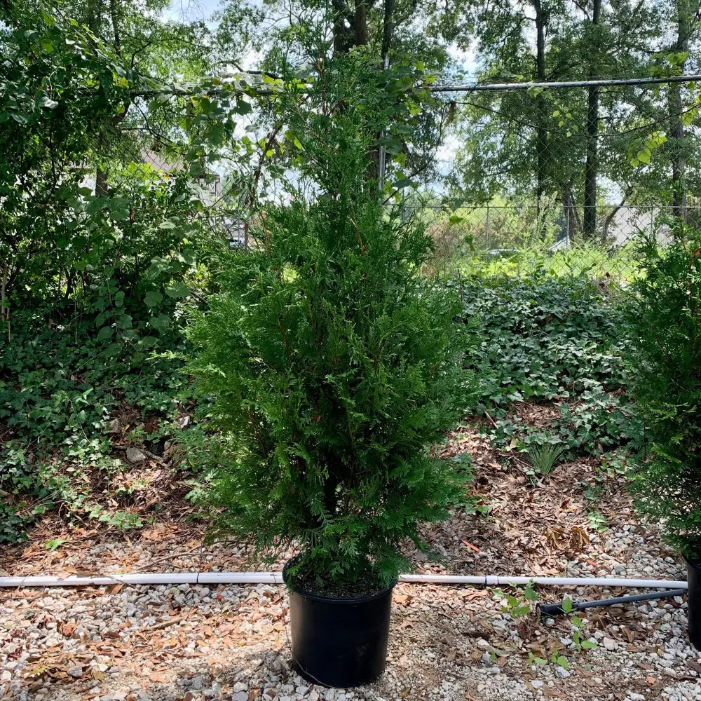 Green Giant Arborvitae Shrub
