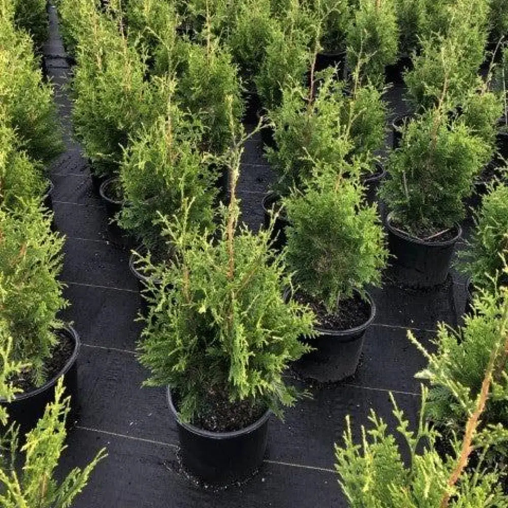 Green Giant Arborvitae Shrub