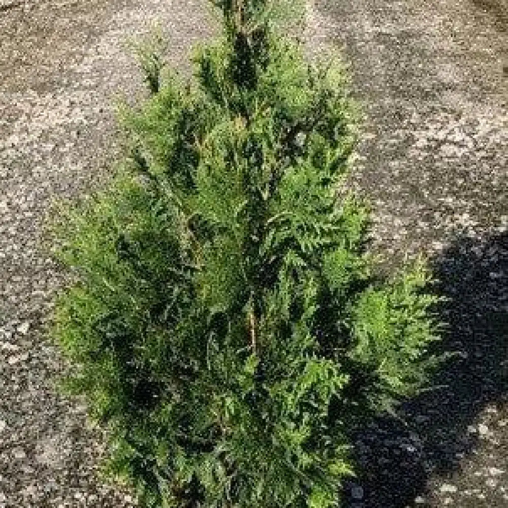 Green Giant Arborvitae Shrub