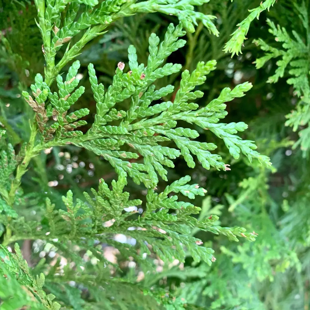 Green Giant Arborvitae Shrub