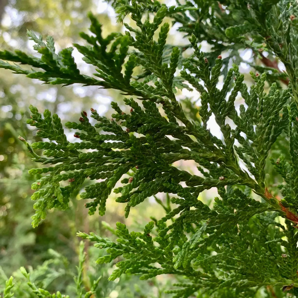 Green Giant Arborvitae Shrub