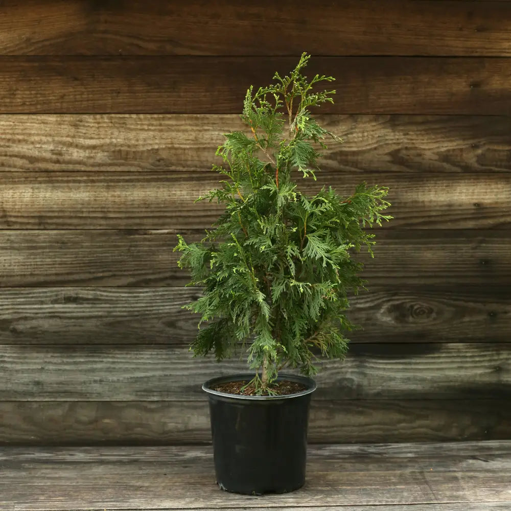Green Giant Arborvitae Shrub
