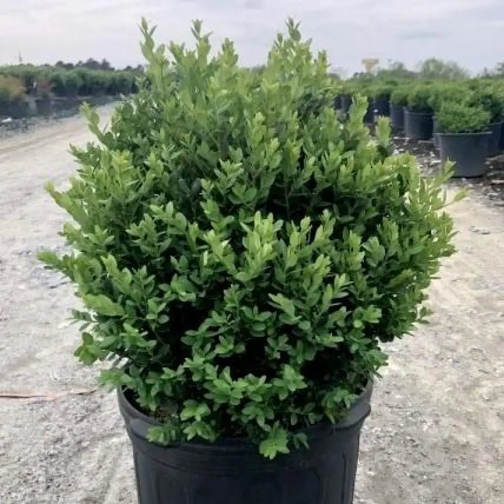 Green Mountain Boxwood Shrub