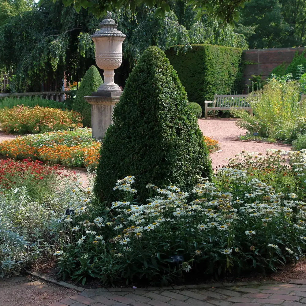 Green Mountain Boxwood Shrub
