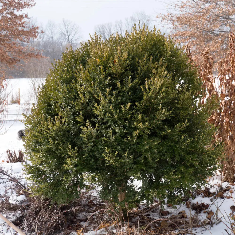 Green Mountain Boxwood Shrub