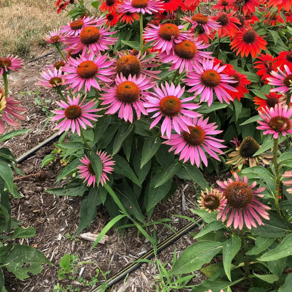 Green Twister Echinacea Coneflower Perennial
