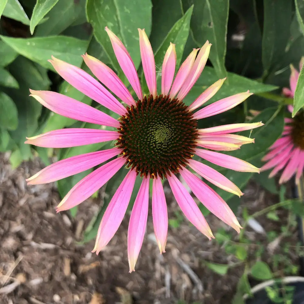 Green Twister Echinacea Coneflower Perennial