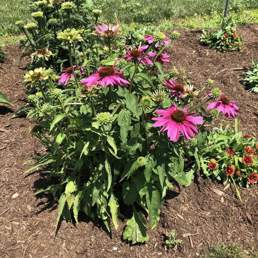 Green Twister Echinacea Coneflower Perennial