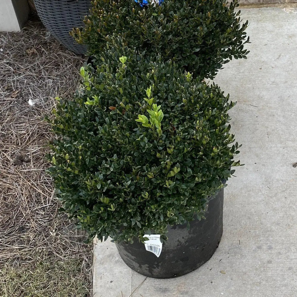Green Velvet Boxwood Shrub