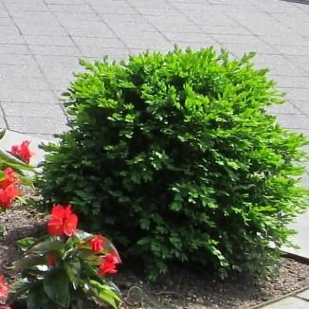Green Velvet Boxwood Shrub