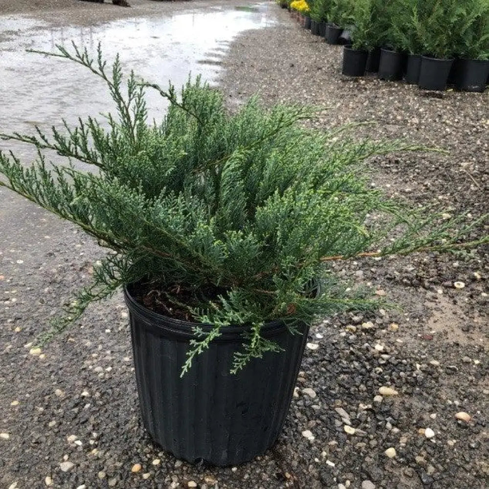 Grey Owl Juniper Shrub