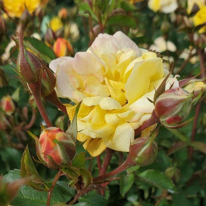 Rosa 'Meilowmye' - Color Cocktail™ Rose