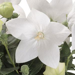 Platycodon grandiflorus 'Astra White' - Astra White Balloon Flower
