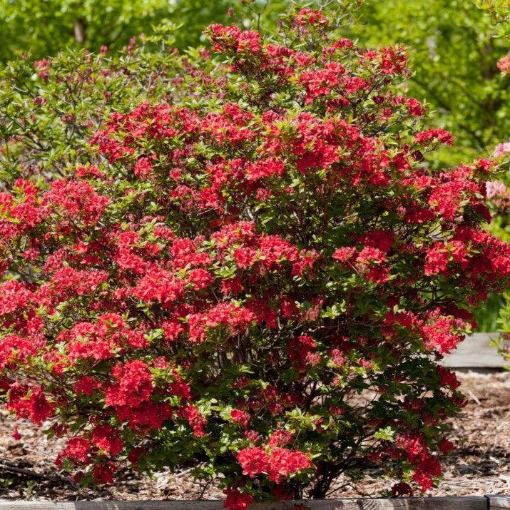 Rhododendron ''UMNAZ 633' PP33,787 - First Editions® Electric Lights™ Red Azalea