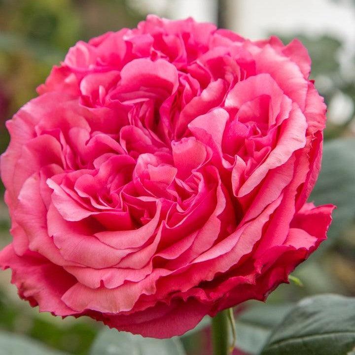 Rosa 'Meicatess' PP 34,789 - Loves Me, Loves Me Not™ Rose
