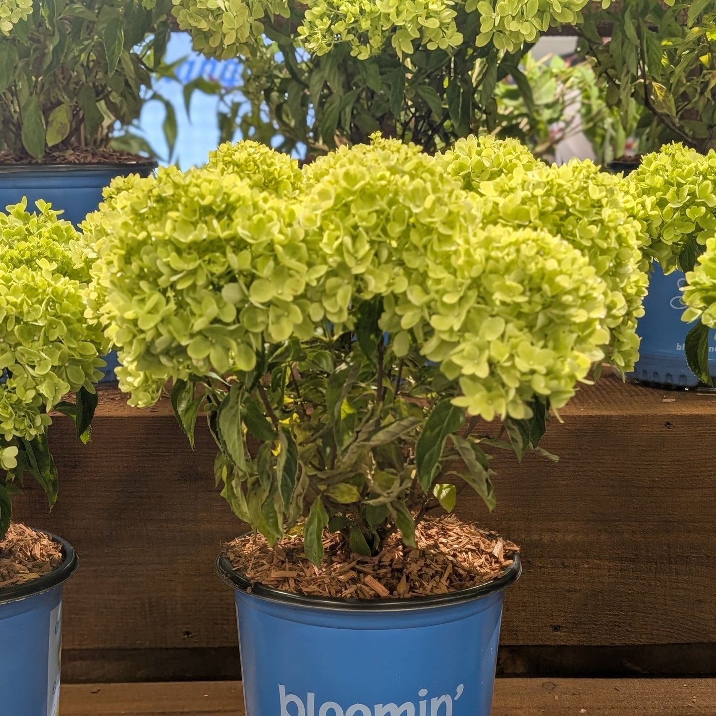 Hydrangea paniculata 'P19557‘ - Bloomin' Easy® Bubble Bath™ Hydrangea