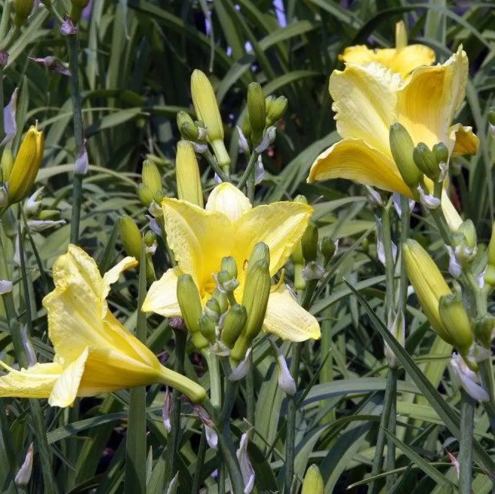 Happy Returns Daylily Perennial